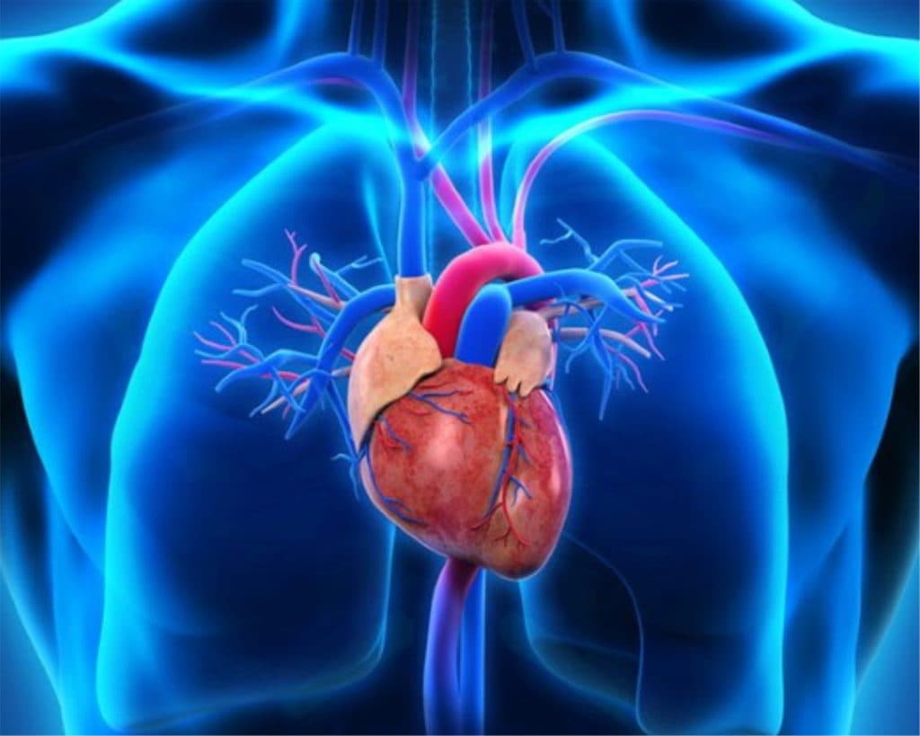 Cardiology